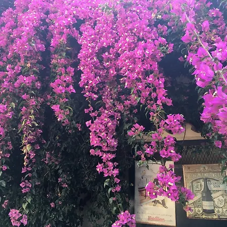 Casa Austria 3* كاليليا