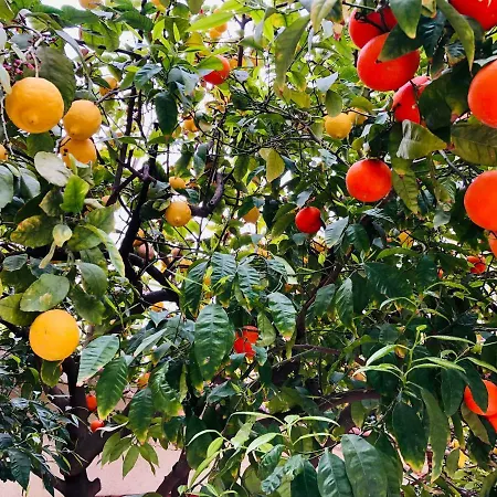 Casa Austria بيت ضيافة كاليليا